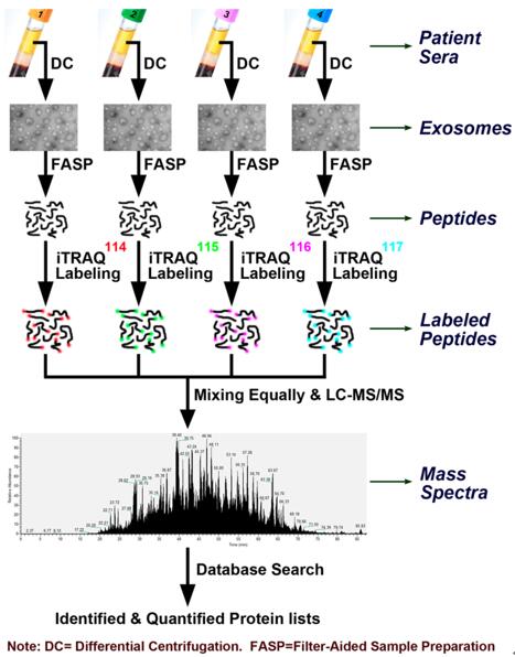 LDH Cytotoxicity Assay